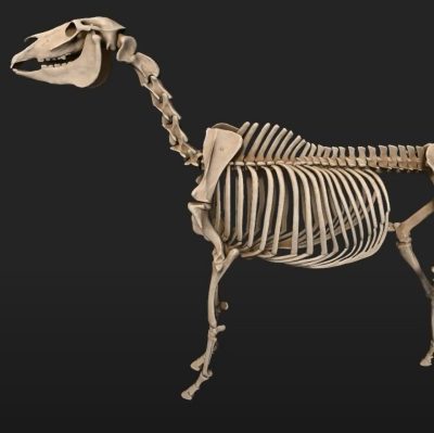 Screenshot of 3D model of a horse