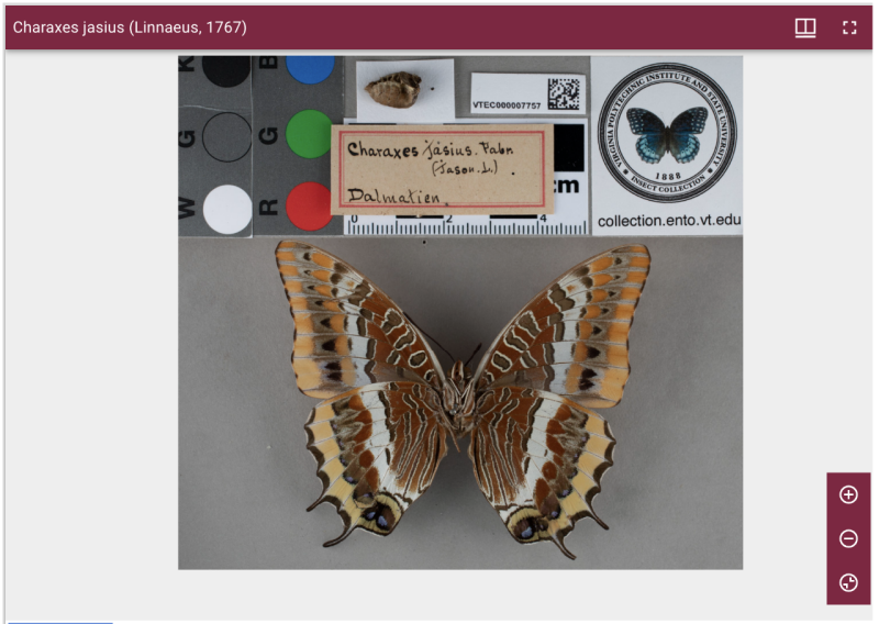 This is a screen shot of a digitized 3D butterfly from the library's collection.