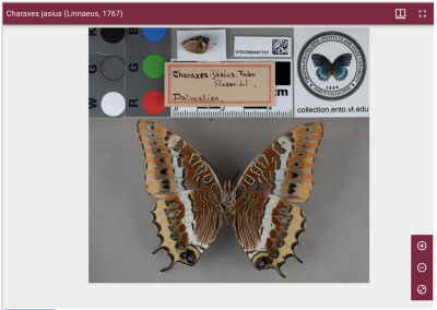 This is a screen shot of a digitized 3D butterfly from the library's collection.