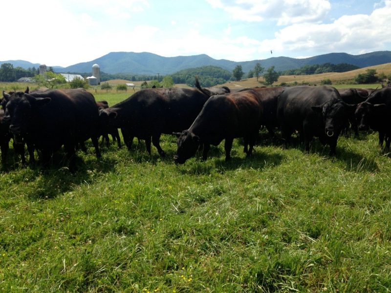 Black cows grazing in a field with a backdrop of farm buildings and mountains
