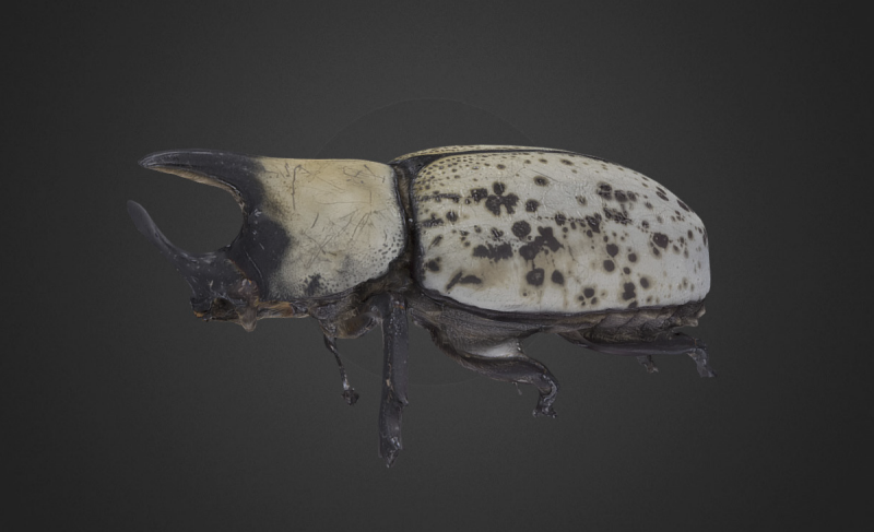 A photorealistic digital 3D model of a beetle.