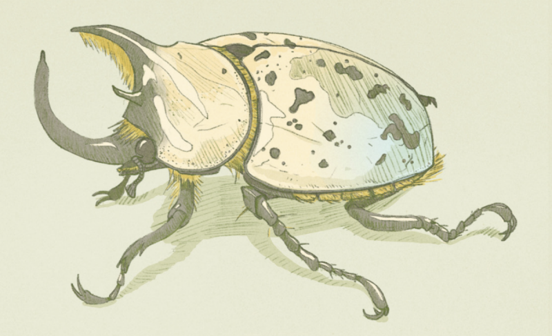 An illustration of a beetle.